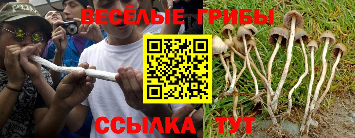 Псилоцибиновые грибы Psilocybe Златоуст
